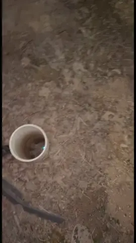 #rescuecat #catrescuing #cat #fyp #catsvideo #catsoftiktok #kittens #kitten