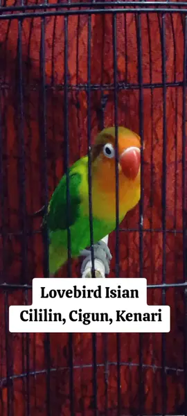 Alhamdulillah sudah resmi pindah ktp ke Medan. Terimakasih Bosku yg jauh disana 🙏😊 #fyp  #burung  #lovebird  #muraibatu  #lovebirdfighter  #lovebirdkonslet  #kacer  #kicaumania 