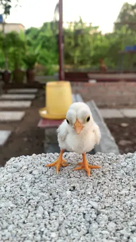 Tiếng gà con kêu chiếp chiếp . Gà mới nở được một tuần tuổi gọi gà mẹ #gà #samgà17b6 #giacam🦆❤️🦆 #conga #gacanhdep #dongvat #dongvathoangda #dongvatdethuong #toiyeudongvat❤ #gatrebac #thucung 