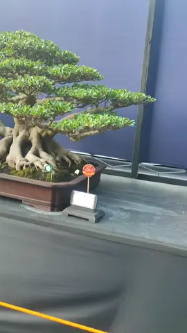 #FICUS  #ppbisby #BONSAI #pialapresiden2024 
