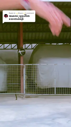 Replying to @💫Shane💫 ဟီး မေ့သွားမှာစိုးလို့😜😜#thinkb4youdo #fypage #myanmartiktok 