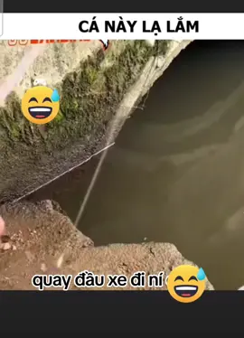 cá này lạ lắm #xuhuongtiktok #haihươc #funny #giaitri 
