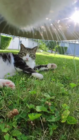 The secret lives of cats. What cats do when we’re not watching. 📣🐈 #foryou #cat #meow @insta360_official 