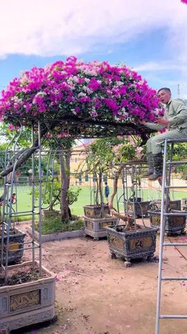 Cách để chăm sóc những cây hoa giấy đẹp và sai hoa ạ #xuhuong #LearnOnTikTok #ngochoahong #xuhuongtiktok #hoa #hoagiay #hoagiaydep #hoagiayngusac #hoagiaydep 