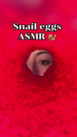 Asmr snail eggs asmr 🐌⭐️ ♡ YT -> angelic lofi asmr ♡ Creds: @🦙🐈 Mur-Mur ASMR🐈‍⬛🦙  #asmr #asmrsounds #asmrsoundsdaily #viral #viralvideos #asmrvideosounds #asmr_tingles #asmrsleep #asmrsensory #asmrrelax #asmrlighttriggers #asmrpopular #asmrtiktoks #foryoupage #foryou #asmrsound