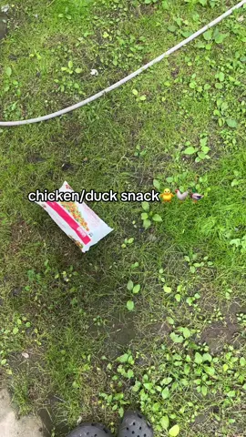 #chickens #ducks 