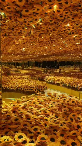 Hoa hướng dương và em #CapCut #metashow #trienlammetashow #xuhuong #fyp 