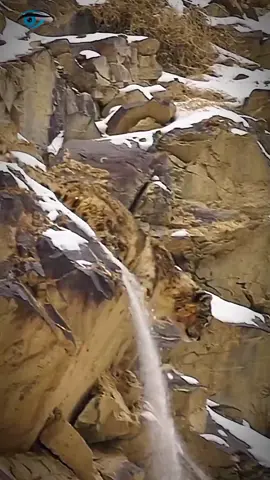 Snow leopard| Tibet in snow leopard #viral #leopard #shorts #reels 