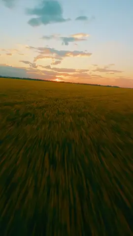 Endless fields 🌾☀️ #fpv #fpvdrone #dronevideo #outdoor #sunsetlover #sunset #relaxing 