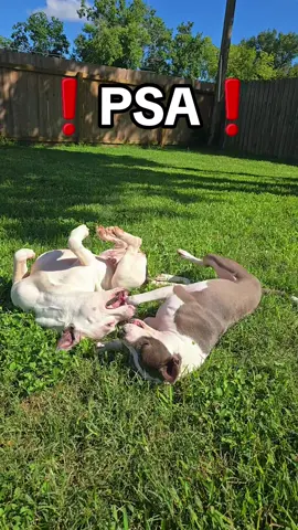 We're just here to get foster dog's adopted and maybe make some people laugh, smile or even cry (in a good way 😉) #dogsoftiktok #dog #follow #following #follower #pitbullsoftiktok #pitbull #fosterdogsoftiktok #fosteringsaveslives #foreverhome #adoptme #adoptdontshop 