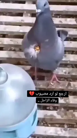 #وفاء الزاجل _ 💔✌️ #سباقات_الحمام_الزاجل  #فخامه_ الزاجل _ تكفي _ ✌️🔥🕊️ #اللهم_صل_على_محمد_وآل_محمد 