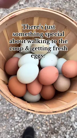 I’m gonna share all the little things I enjoy…& love my farm fresh eggs💗 #fyppppppppppppppppppppppp #fyp #tiktokmademebuyit #tiktokshopfinds #tiktokshop #mom #MomsofTikTok #kentucky #chickens #fresheggs #farmeggs 
