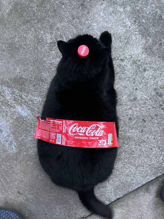 #cocacola #cat
