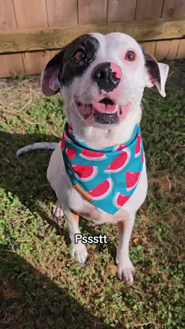 Just a little mid afternoon snacky snack 🍉 #pitbull #pitbullsoftiktok #follower #following #follow #watermelon #snack 