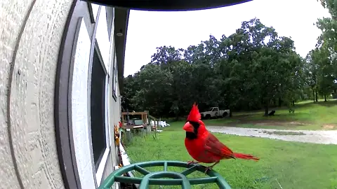 🥹😍 #foryou #fyp #bird #birdsoftiktok #birdfeeder #smartbirdfeeder #pretty 