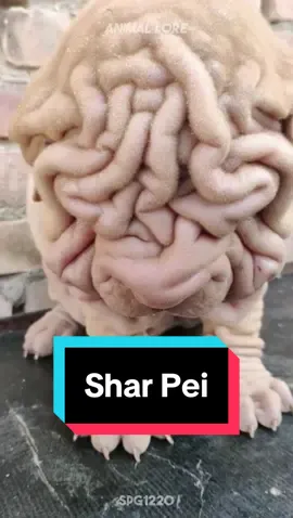 Discover Shar Pei 🐶 a very cute pet breed 😍