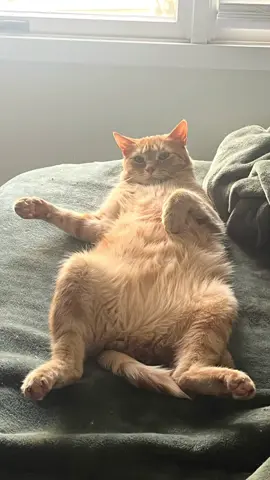 hahaha #orangecat #orangecatbehavior #orangecatbehavior #orangecatsoftiktok #orangecats #orangecatactivities #stopyourescaringme #macandcheese #macaroni 