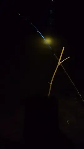 mancing malam bolo #mancingbengawansolo #mancing #mancingmania 