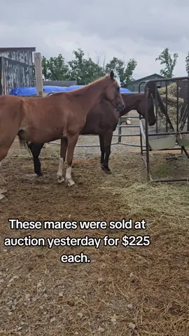 Welcome home, Liberty and Betsy. These two will never know another bad day. But for every one we save, there's 100 we can't. Help us by keeping your old, lame, or unridable horse. You owe it to them. #auction #horses #rescuehorse #rescue 