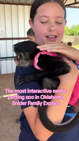 I found the most interactive exotic petting zoo in Oklahoma and it’s budget friendly. $10 to get in!  @Snider Family Exotics  📍 142 NE GrandView Dr, Fletcher, OK 73541 Only open on weekends. #oklahoma #budgetfriendly #daytrip #travelok #oklahomacheck #pettingzoo #exoticpets #lawtonoklahoma #okie #oklahomainfluencer #monkey 