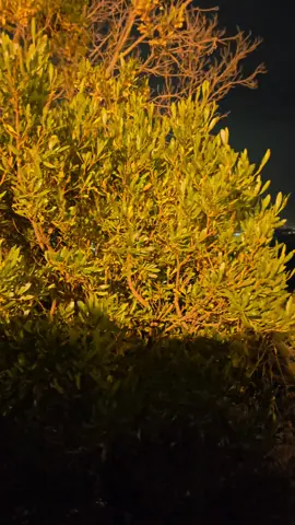 #السعودية #عسير 