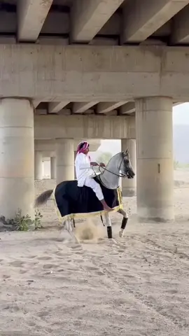 الشيخه شهد 🫀#ماشاءالله_تبارك_الله #خيل_عربي_اصيل #حبونا #تصلال #هاشتاق 