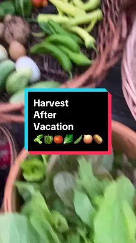 This after vacation harvest includes tomatoes, peppers, onions, blackberries, raspberries, wineberries, cucumbers, beans, lettuce, and potatoes all fresh from my backyard garden #harvesttime #backyardgarden #gardenharvest #tomatoes #growyourownfood #harvest 
