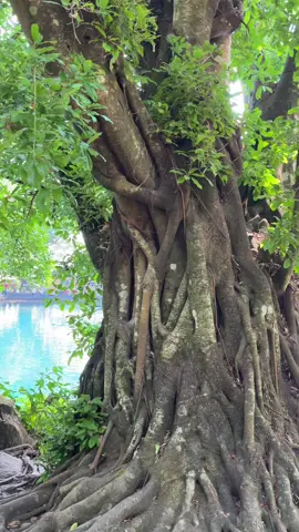 #telagabirucicerem #fypシ゚viral🖤tiktok #kuninganjawabarat #viral 