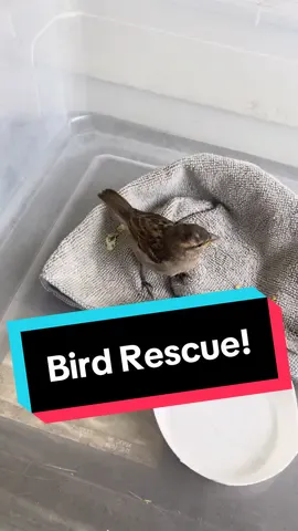 Helped an injured sparrow the orher day:) she hit a wall in lowes and needed to rest a while before being released in a safer area nearby😊🌱 #birdsoftiktok #sparrow #birdrescue #rescuebird #injuredbird 