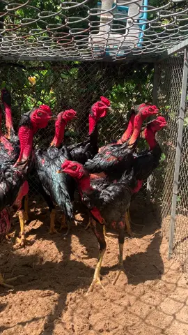 #gà_chọi_việt_nam #gàchiến 