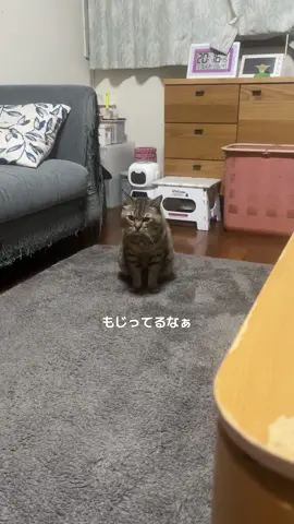 モジモジするな！男だろ！ジェンハラ#はらっぺらし猫 
