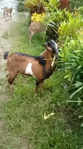 #kambing #suarakambing #kambingjinak 