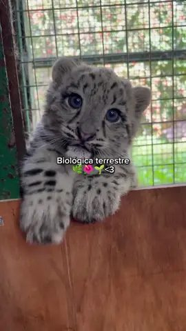 Esque la biológica terrestre ❤️❤️❤️🌿 #biologiaterrestre🦁🌱💗 #CapCut #Edit #animalitoslindos🐢♥️ #tiktokponmeenparati 