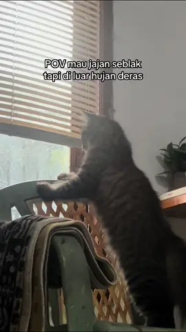 Sedih dah kalo di ceritain mah🥲 #miaw #kucing #anabul 
