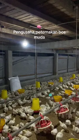 Amin🤲🏻#peternakayambroiler #kandangmodern #peternakayamboiler #peternakmuda 