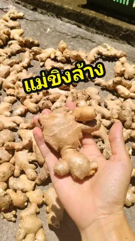 บอกให้แม่ค้าล้าง แต่ลูกค้ากลับยกเลิกออเดอร์ #ขิงสด #ขิงไท่หยางเจียง #ขิงภาคเหนือไท่หยางเจียง #เอาขึ้นหน้าฟีดที #ฟิวแฟน 