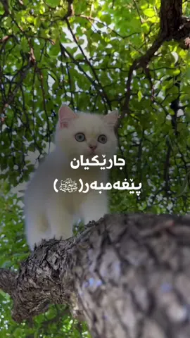 🥺🤍#run4ky #catlover 