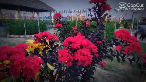 #flowers #?🈍🌹🌹🜹💞💞💞💞💞💞💞? #❤️❤️❤️❤️❤️❤️❤️❤️❤️❤️❤️❤️❤️❤️❤️