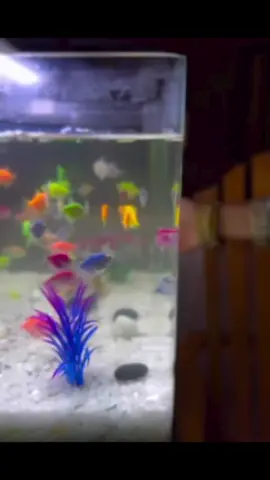 edo oru paattu mix cover #trending #viral #fy #fypシ゚viral #fyp #fypシ #foryou #foryoupage #viralvideo #viraltiktok #sheltonharsha