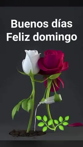 𝑭𝑬𝑳𝑰𝒁 𝑫𝑶𝑴𝑰𝑵𝑮𝑶 𝑨𝑴𝑰𝑮𝑶𝑺 #buenosdias #felizdomingo #clasicosporsiempre #baladasromanticas #musicadelayer 