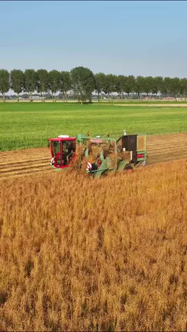 Flax harvest #harvest #agri #depoortere #flax #agriculture #agridronefly 