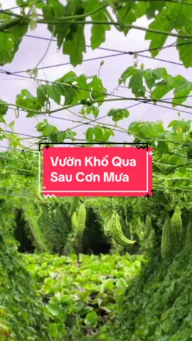 Vườn khổ Qua Sau Ngày Mưa Giống Én Vàng Trong Phần Trưng Bày Nhé 🥰#hienonha 