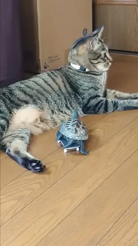 skateboarding turtle that thinks it's a cat #shorts #cutepet #cat 