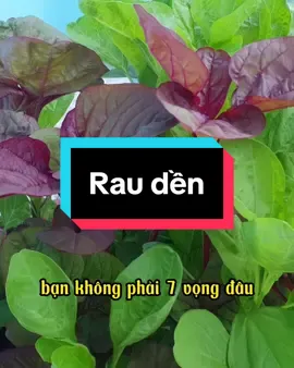 Rau dền #rauden #hatgiongrau #hatgiong #hatgiongmattroi #trongrausanthuong 