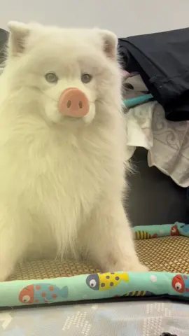 #pet #foryou #doglover #puppyforlove #dog ##trending #fyp #dogsoftiktok #dcgr #foryoupage #fypシ #fy #fun #xuhuong 