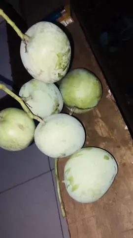 malem malem nyengget mangga 😂😂 #semuaorang #manggaapelmengkel #bikinrujakpetis 