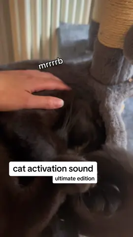 Who has the best prrbp? #catsoftiktok #cat #poppoocat 