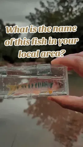 What is the name of this fish in your local area? #SchisturaSpp #TanichthysAlbonubes #ZaccoPlatypus