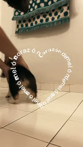 missing you forever my Yoshi boy