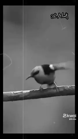 ####من فوق شجر المحبه  # عصفور الحب طار ،.